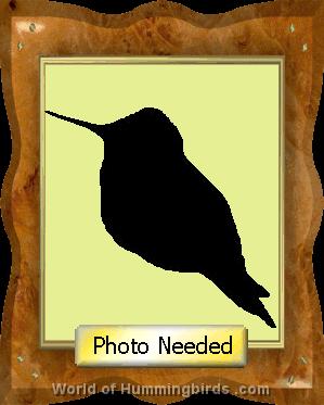 Hummingbird Garden Catalog: Bronze Tailed Barbthroat